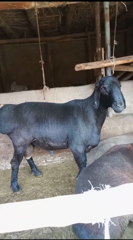Tirik qo’ylar va qassob, kalla pocha Tirik qo’ylar va qassob, kalla pocha