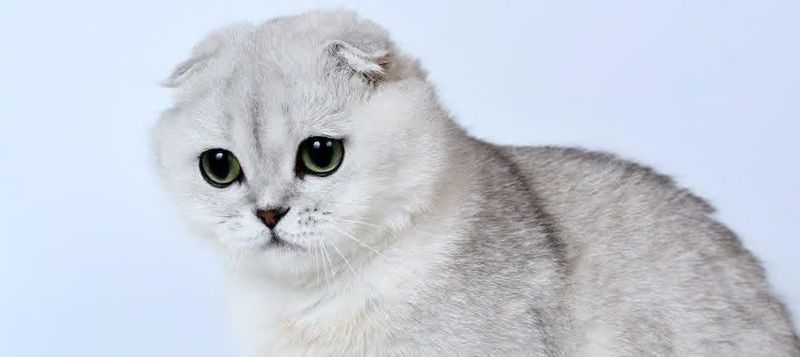 Кошка (котенок)100%(Чистокровная и Породисьая) Кошка (котенок)100%(Чистокровная и Породисьая)