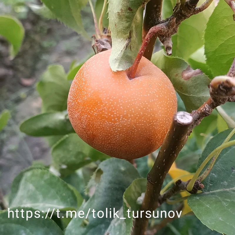 nok ko'chatlari sotiladi dastavka xizmati mavjud