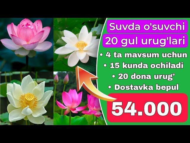 20 xil gul urug' uy ofis uchun bepul dostavka 20 xil gul urug' uy ofis uchun bepul dostavka
