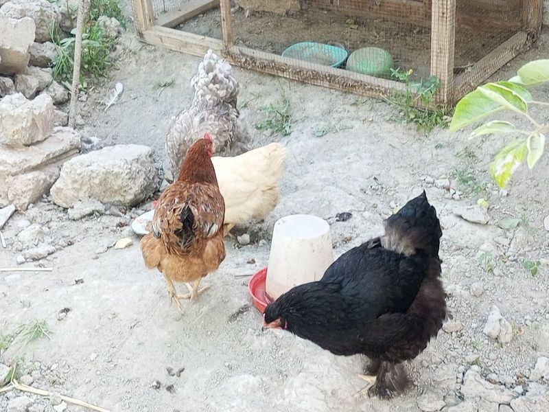 Tovuqlar sotiladi Tovuqlar sotiladi