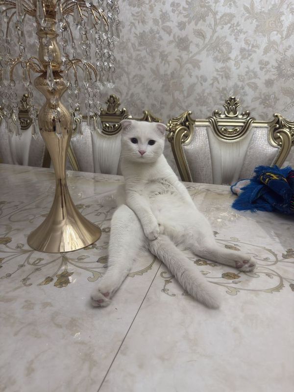 Кот для вязки скотиш фолд вислоухий Кот для вязки скотиш фолд вислоухий