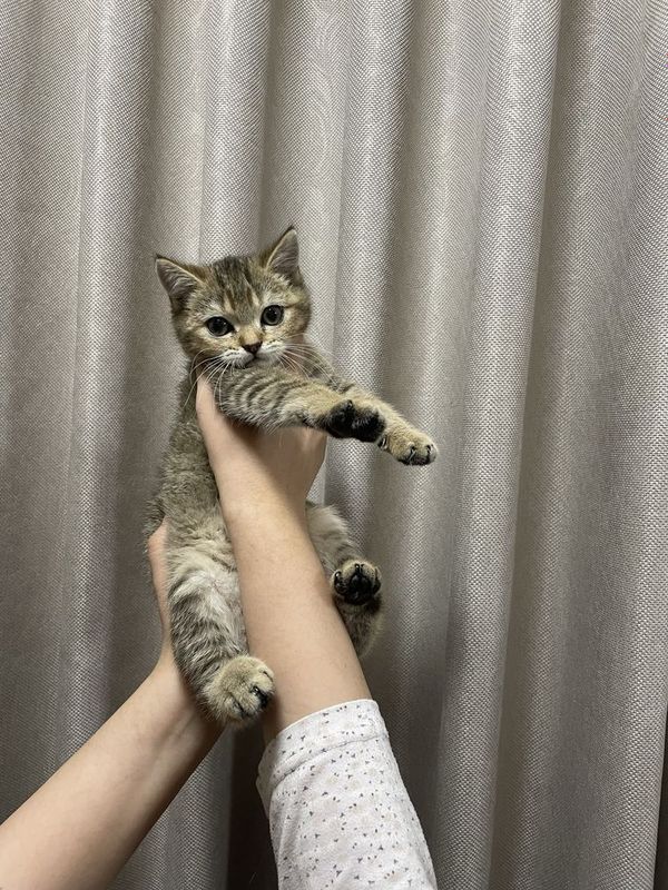 Британский шиншила сотилади Британский шиншила сотилади