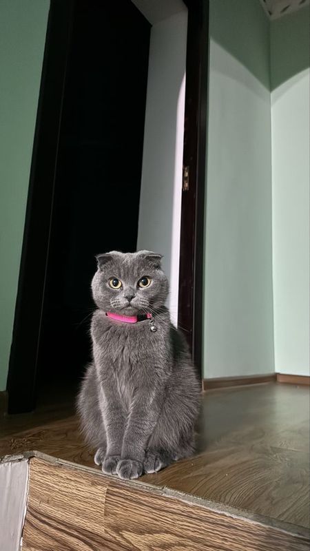 Шотландская веслоухая кошка ( девочка ) возраст 1 год и 10 месяцев
