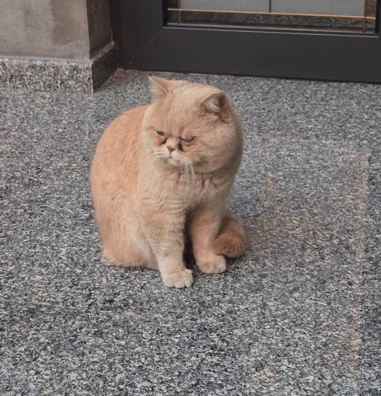 Vyazka Barsel opitniy mushuk Vyazka Barsel opitniy mushuk
