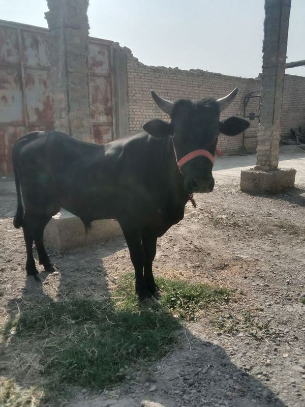 Buqa sotiladi soğlom Buqa sotiladi soğlom