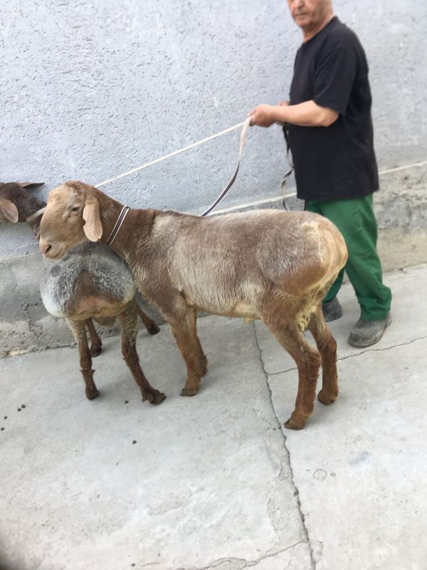 2 ta qo’chqor sotiladi kelishtirib beramiz 2 ta qo’chqor sotiladi kelishtirib beramiz