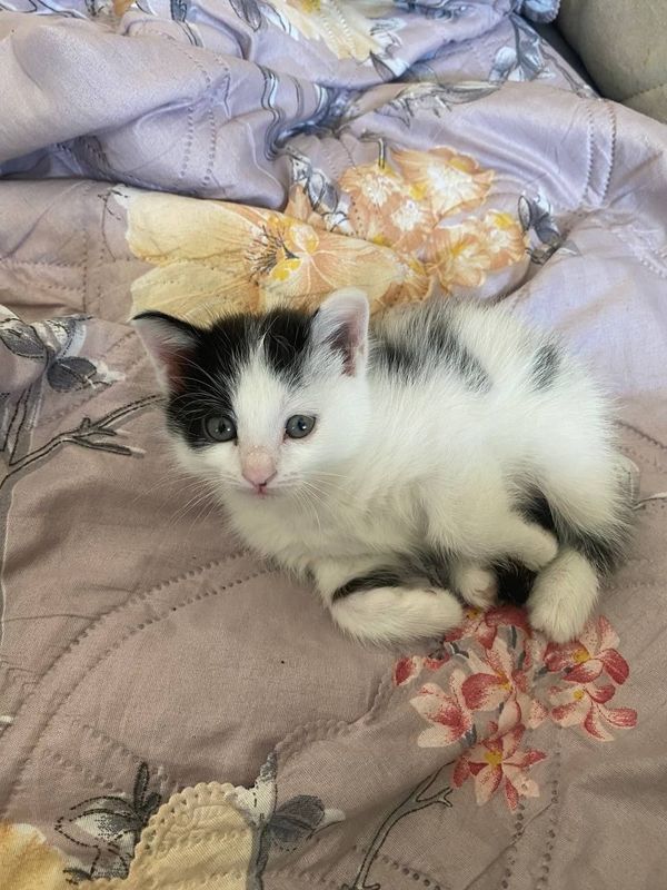 котенок отдам даром котенок отдам даром