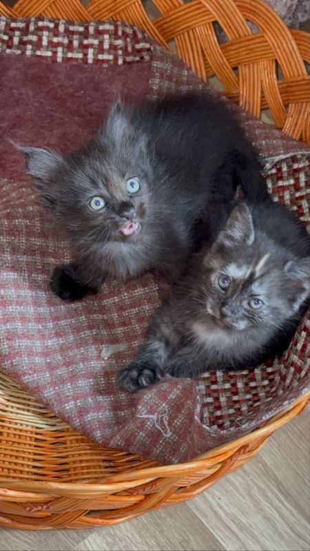 Котята , мальчики и одна девочка… Котята , мальчики и одна девочка…