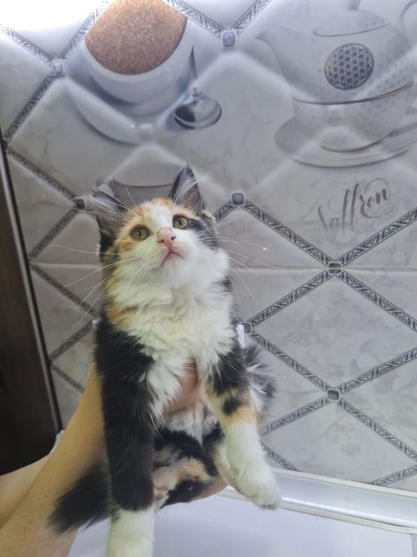 Mushuk 2 ta bolasi bilan mehrli qo'llarga hadya qilaman