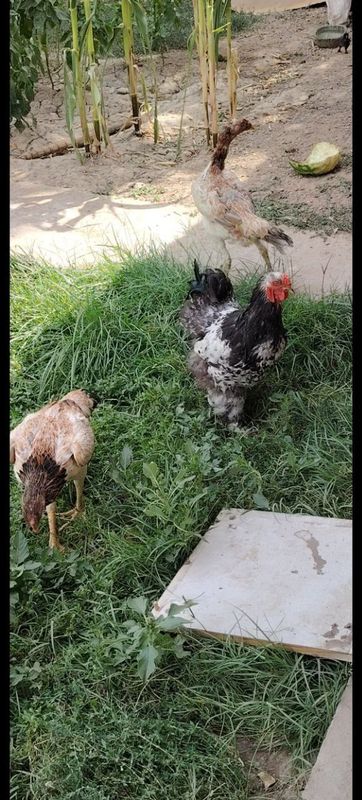 Brama xoroz sotiladi Brama xoroz sotiladi