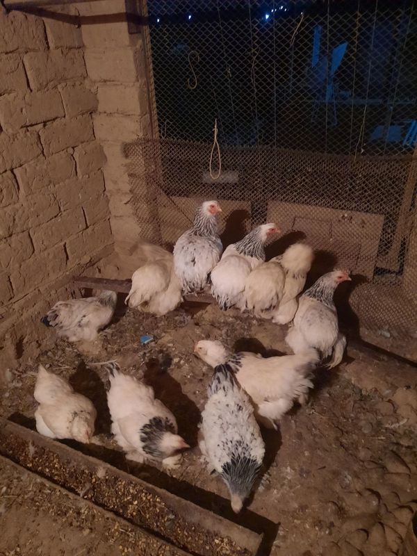Yosh tovuqlar(Brama) Yosh tovuqlar(Brama)
