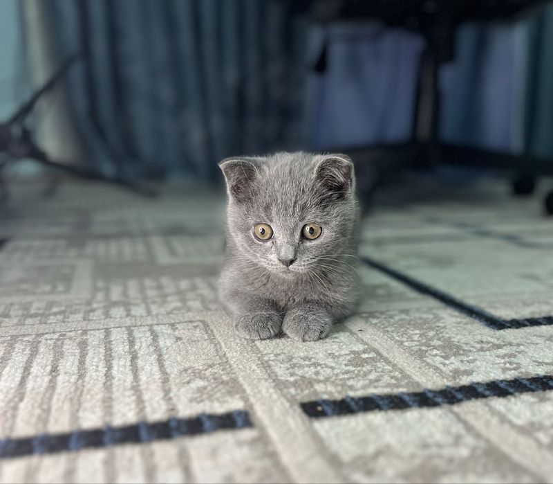 Британский скоттиш страйт