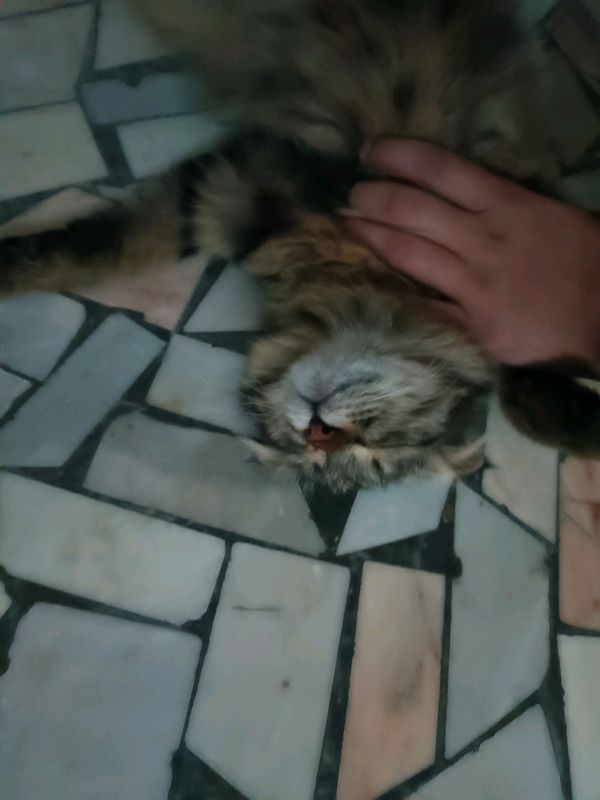 Mushuk sotiladi Mushuk sotiladi