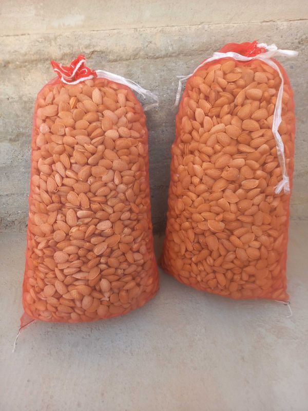Bodom sotiladi 50 kg, 2 qop Bodom sotiladi 50 kg, 2 qop