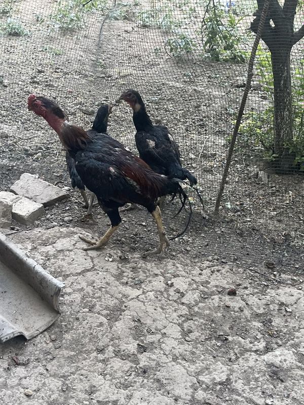 Dakan xoroz va tovuqlar sotiladi bittada xamasi Dakan xoroz va tovuqlar sotiladi bittada xamasi