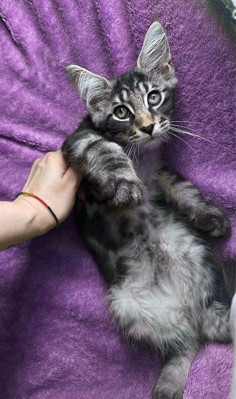 Чистокровные котята Мейн-кун Чистокровные котята Мейн-кун