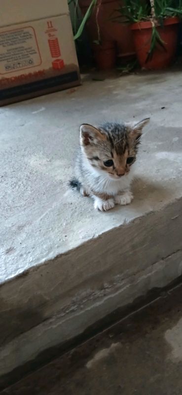 mushukla bor 3 ta donalabam beriladi 50 mindan