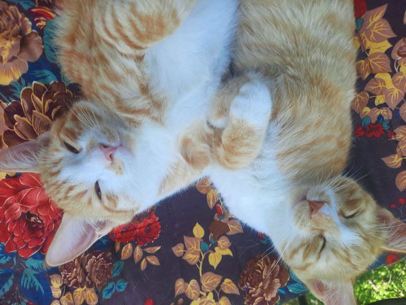 Котёнки отдам даром в добрые руки Котёнки отдам даром в добрые руки