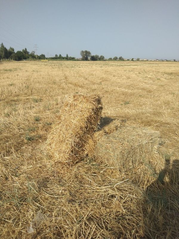 Samon sotiladi arzon qilib beramiz