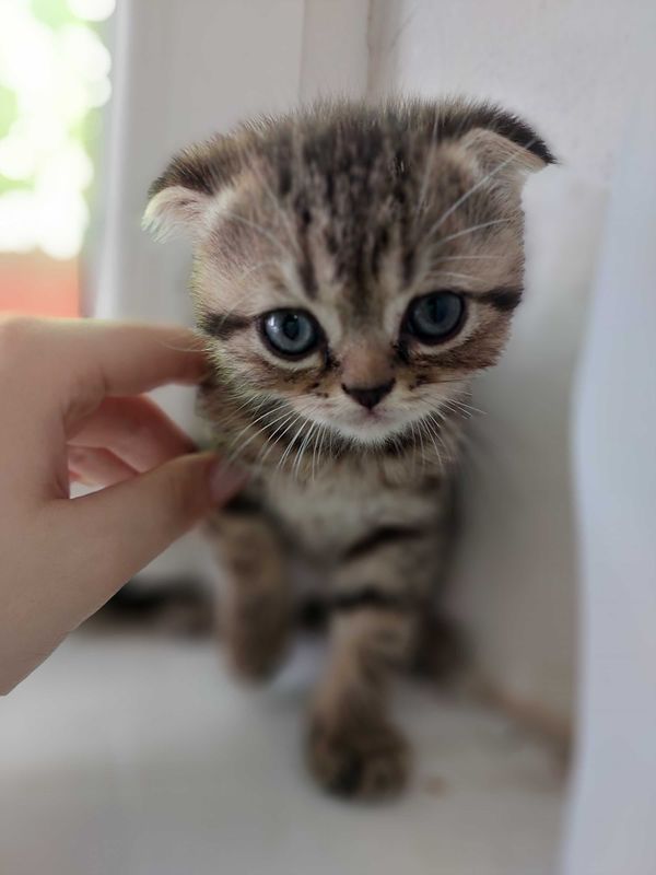 Вислоухие котятки) Вислоухие котятки)