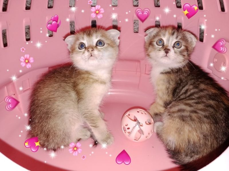 Котята разные фолд Страйт Котята разные фолд Страйт