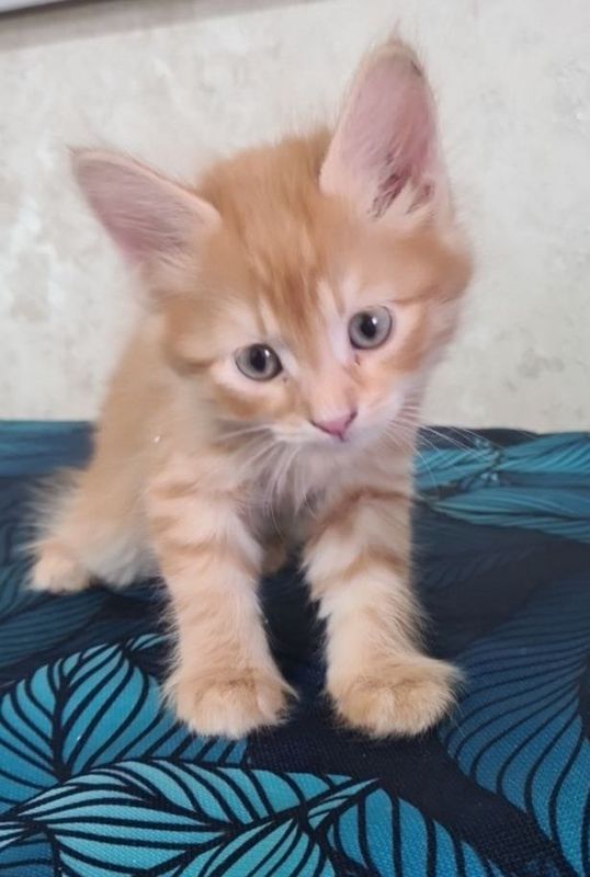 Отдам котят мальчики и девочка Отдам котят мальчики и девочка