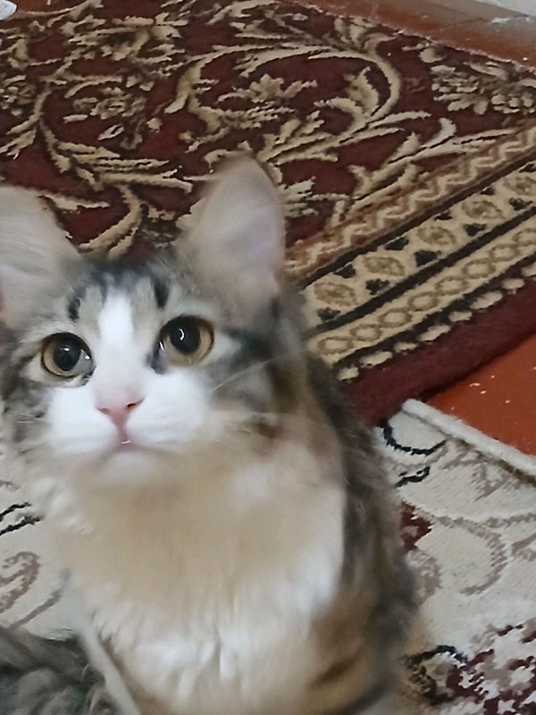 mushuk hadya mushuk hadya