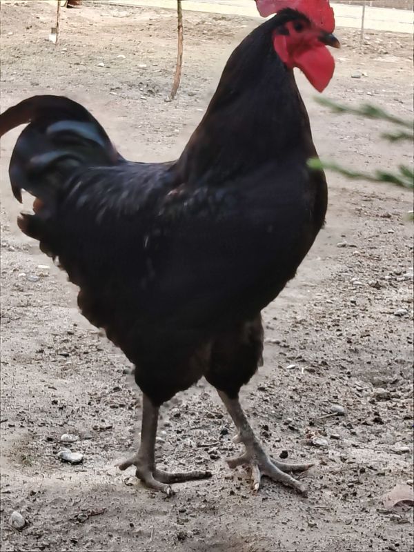 Horoz sotiladi toza Horoz sotiladi toza