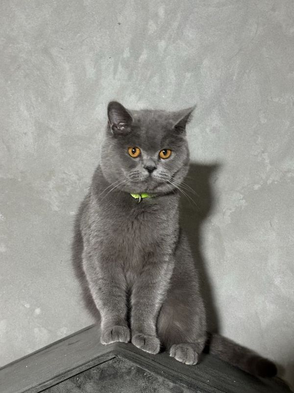 Продойотся девочка скотиш страйт