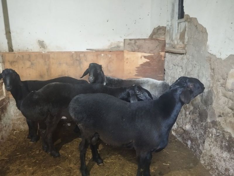 Продам Баранов,ОПТОМ!!! Продам Баранов,ОПТОМ!!!