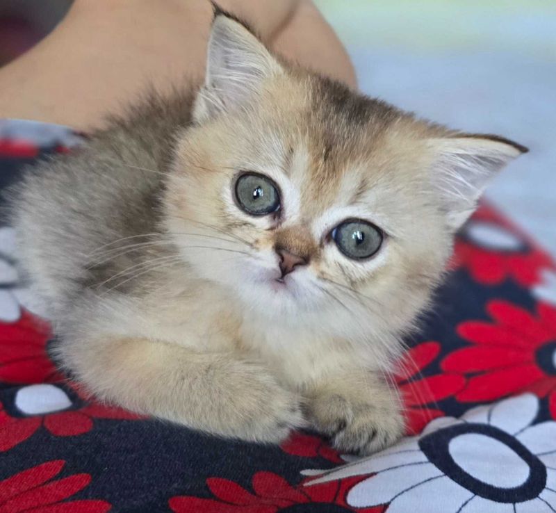 Продаю алиментного котенка Продаю алиментного котенка