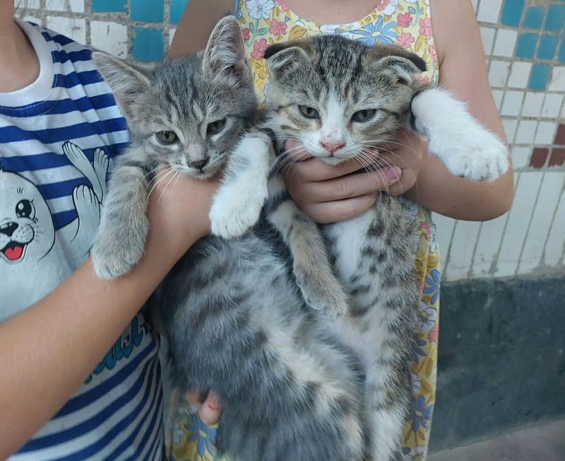 Котята