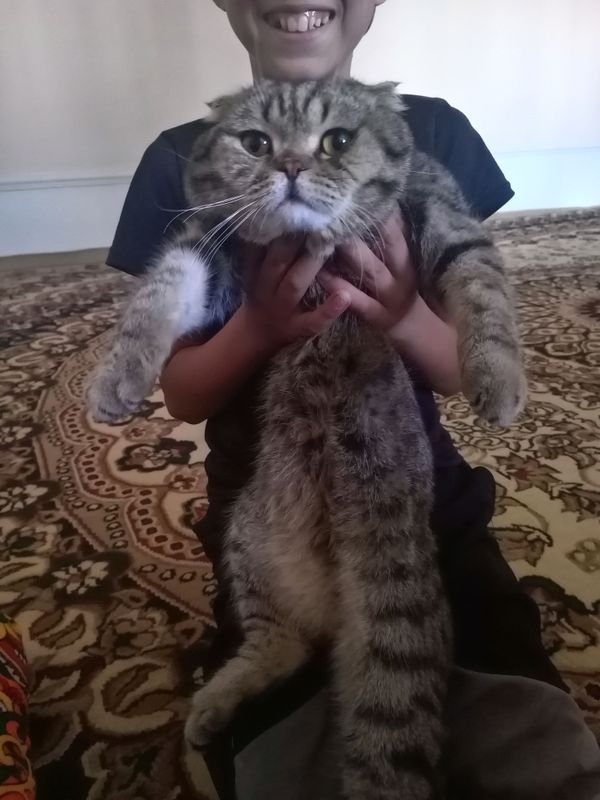 "scottish fold " zotor mushuk "scottish fold " zotor mushuk