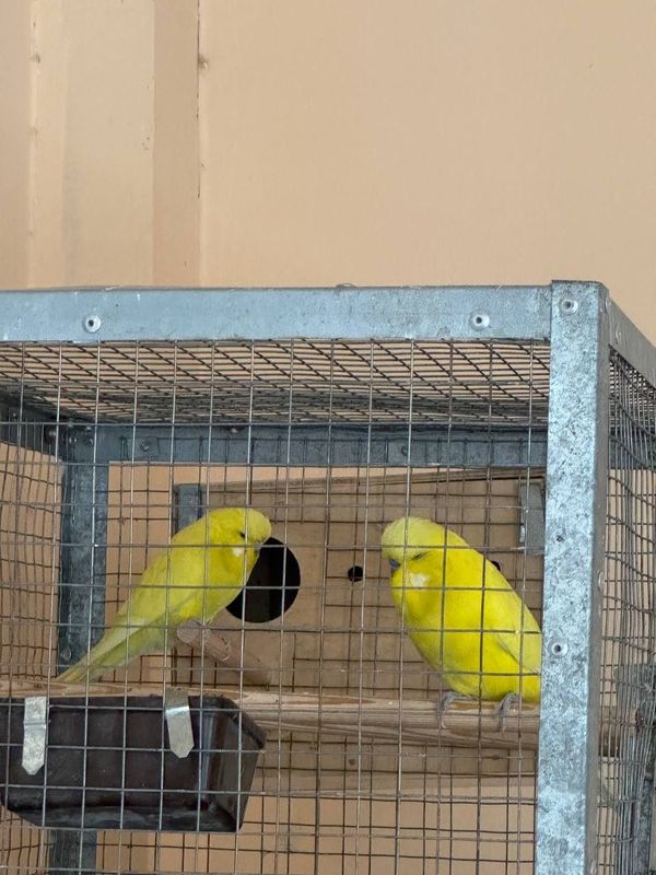 Qushla qafasi bilan sotiladi Qushla qafasi bilan sotiladi
