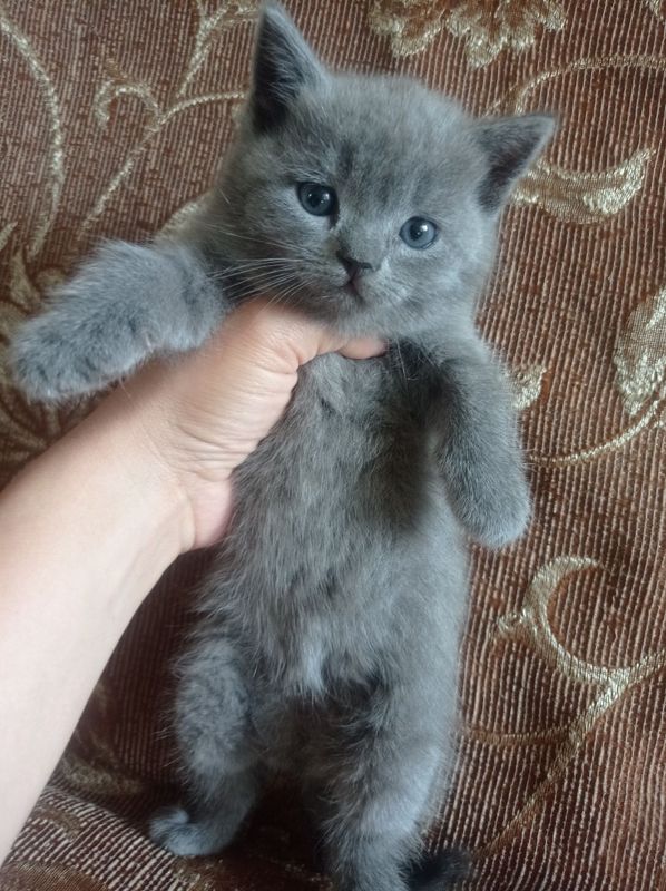 Продаётся котенок Продаётся котенок