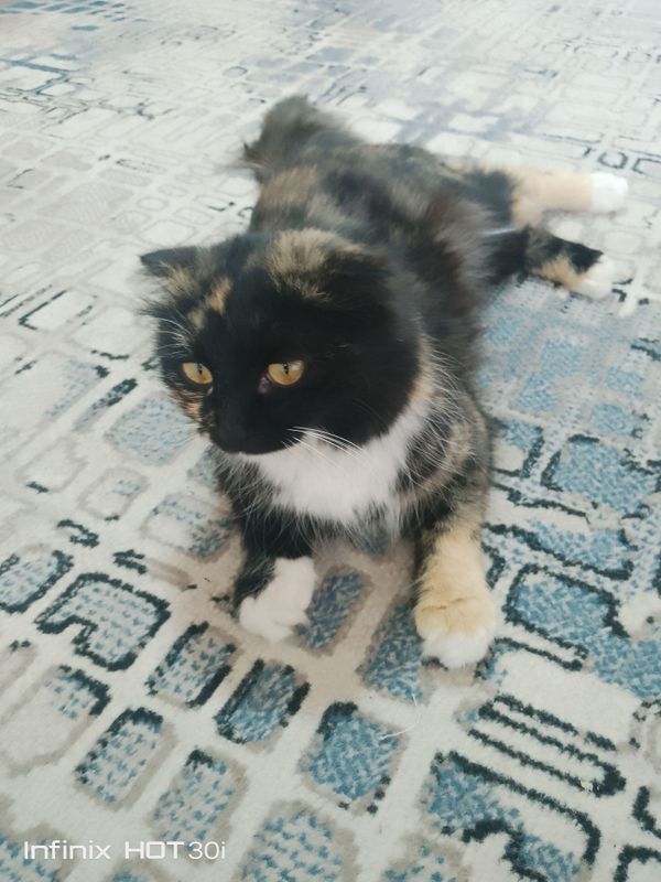Zotli mushuk Zotli mushuk