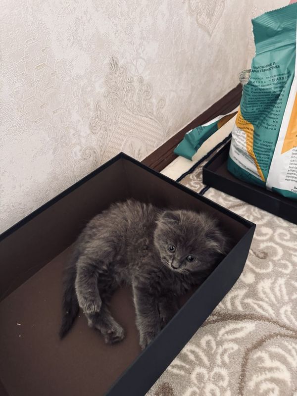 Mushuk bollari sotladi 2 ta qoldi Mushuk bollari sotladi 2 ta qoldi