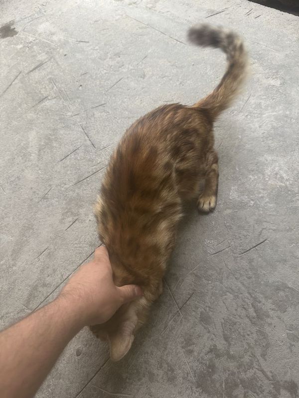 Begal sibirskiy Bella qiz mushuk 2 martta tugʻgan Begal sibirskiy Bella qiz mushuk 2 martta tugʻgan