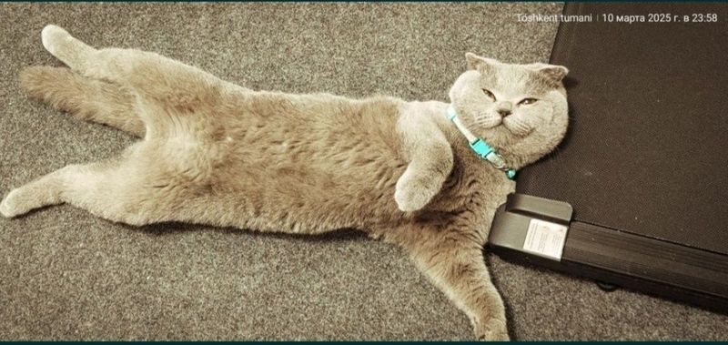 скоттиш-фолд sotladi скоттиш-фолд sotladi