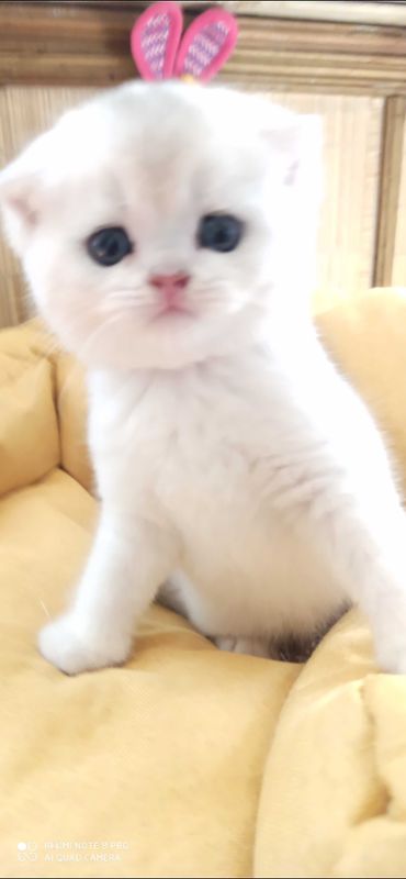 Scottish fold.мальчик,1,5 месяца Scottish fold.мальчик,1,5 месяца