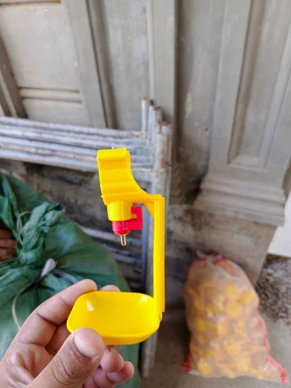 Nepilchik broler Nepilchik broler
