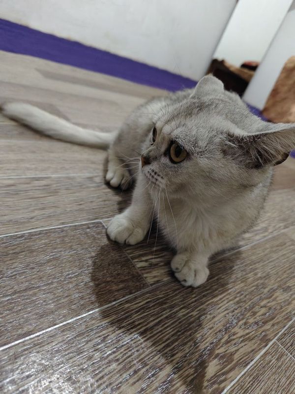 Mushuk sotiladi 00 Mushuk sotiladi 00
