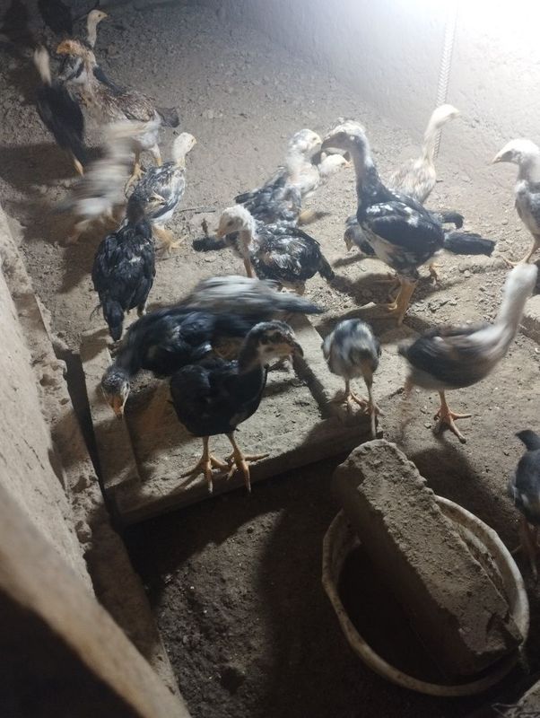 Dakan joʻjalar sotiladi Dakan joʻjalar sotiladi