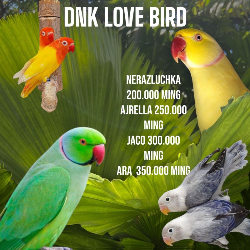 To'tilani DNK qilamiz Toshkentda 100% to'ri chiqadi To'tilani DNK qilamiz Toshkentda 100% to'ri chiqadi