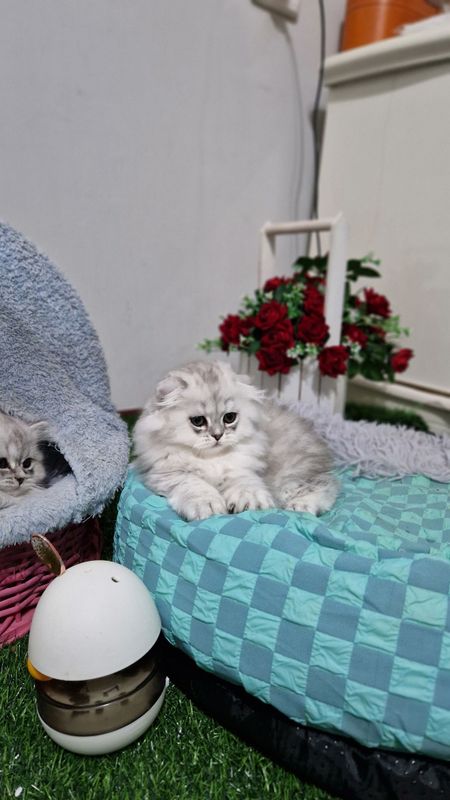 Мушук зотдор серебристая шиншилла киз угил бор момикина пишный Мушук зотдор серебристая шиншилла киз угил бор момикина пишный