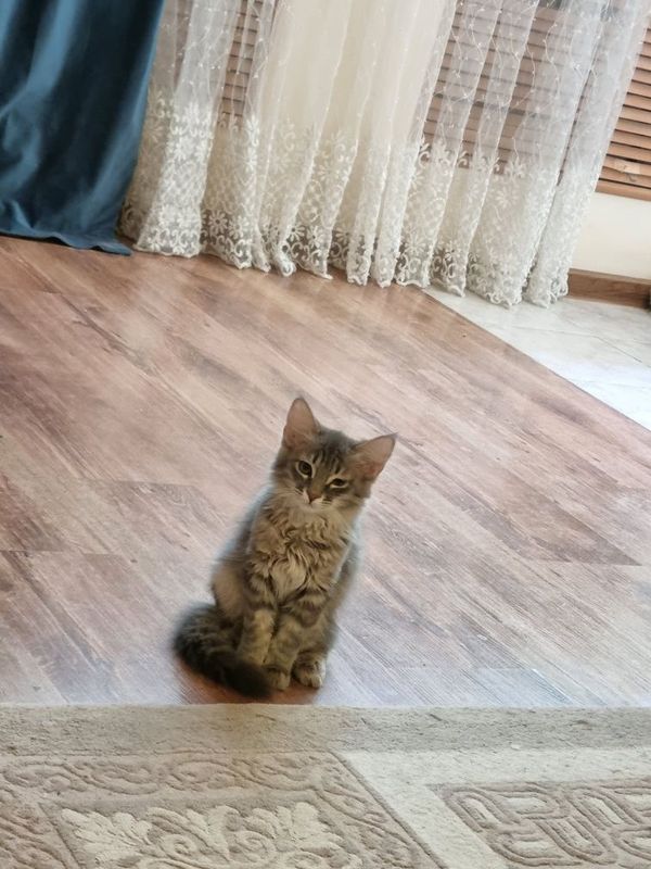Отдаётся в добрые руки котенок Малыш Отдаётся в добрые руки котенок Малыш