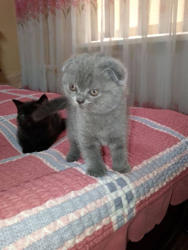 Продаются породистые котята Продаются породистые котята