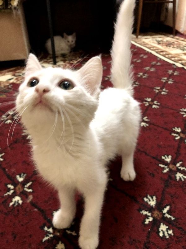 Британской котик Британской котик