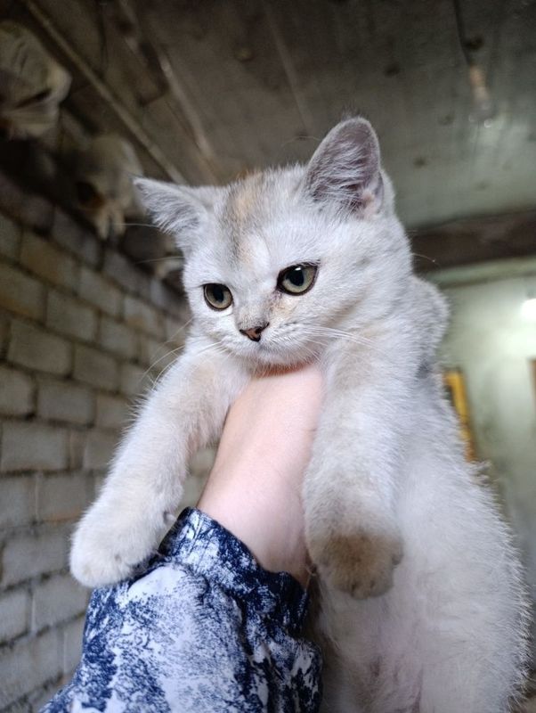 Шиншила огл бола Шиншила огл бола